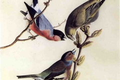 Audubon