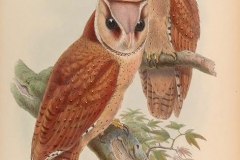 John Gould