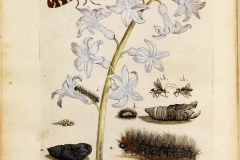 Maria Sibylla Merian