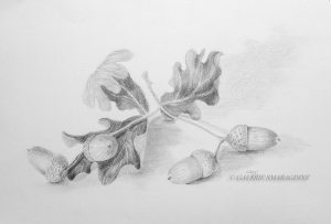 gland, dessin,fruit du chêne