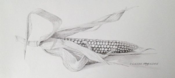 graphite,épi, maïs,dessin