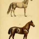 Cuyer et Alix, anatomie animale, anatomie cheval