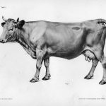 La vache, bobidés, anatomie animale,