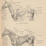 Paul Richer, anatomie animale, anatomie cheval