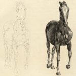 anatomie cheval,anatomy of the horse,George Stubbs