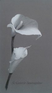 arum, dessin,pastel